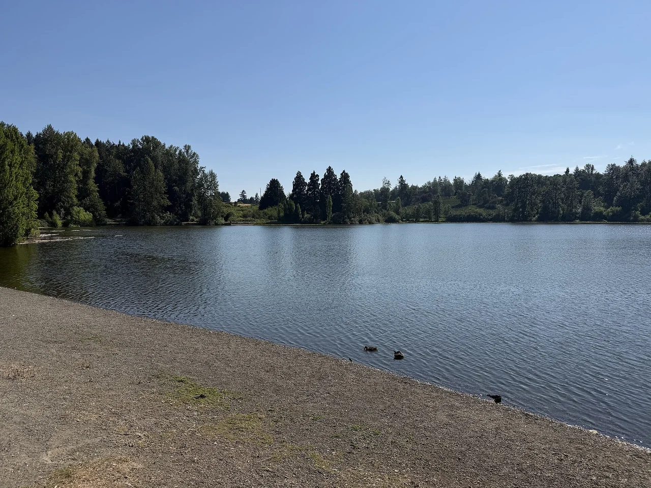 A pebbly shore and ducks at tree-lined Waughop Lake in Fort Steilacoom Park.