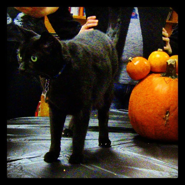 Atticus, a black cat, stands beside carved pumpkins at a King’s Books event.