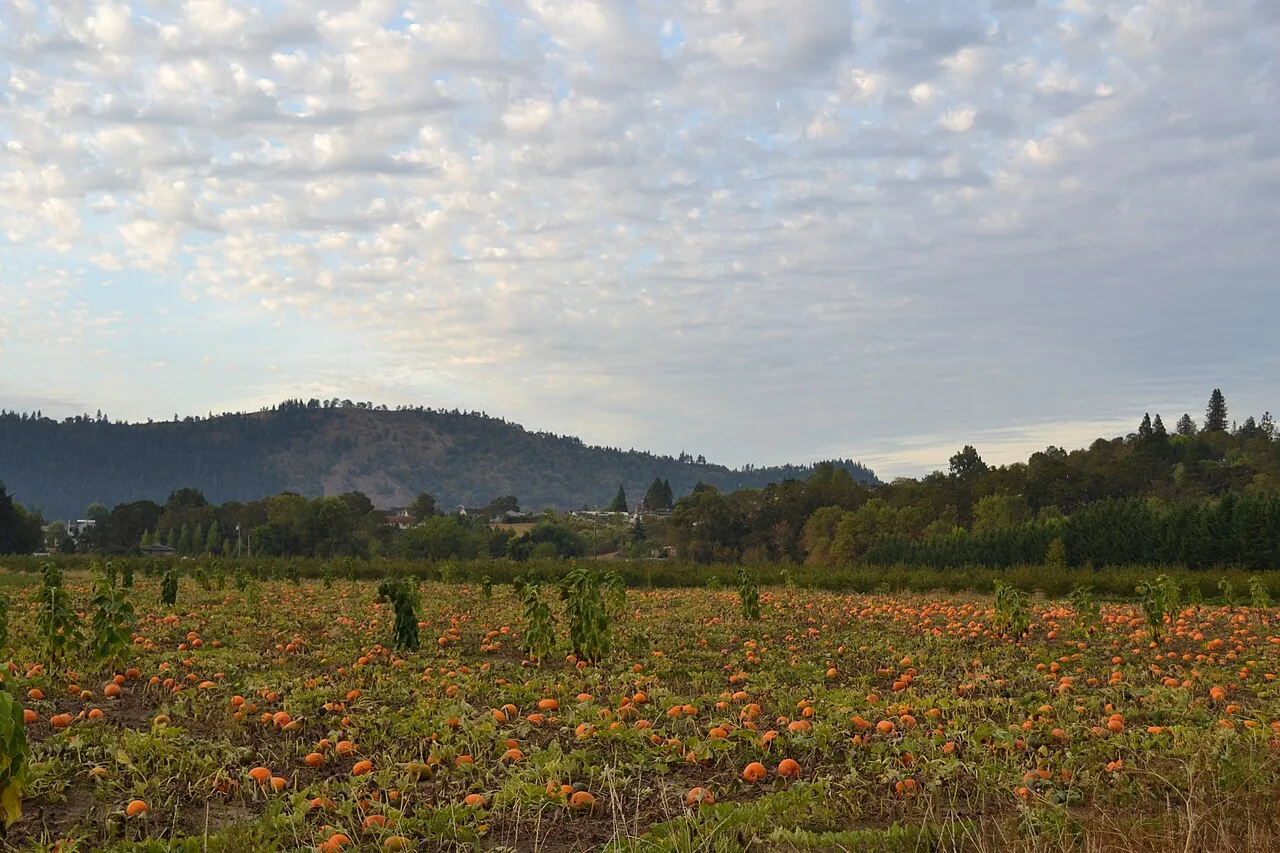 Long rows of orange pumpkins in a valley field, with wooded hills behind