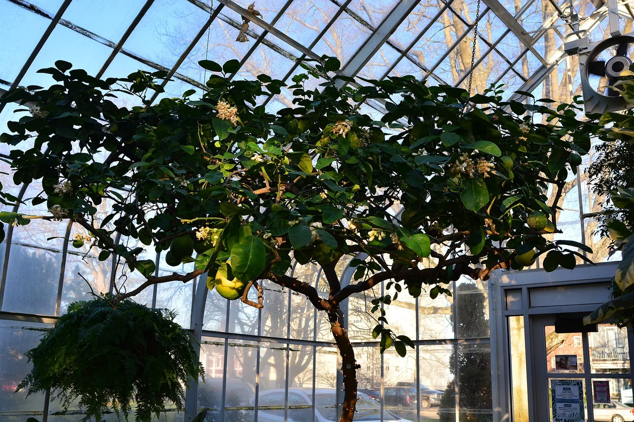 A Ponderosa lemon tree spreads beneath the glass roof of the Seymour Conservatory.