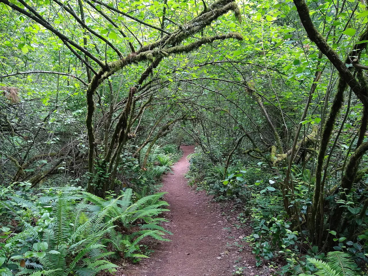 A narrow earthen path passes beneath arching green branches at Tacoma Nature Center.